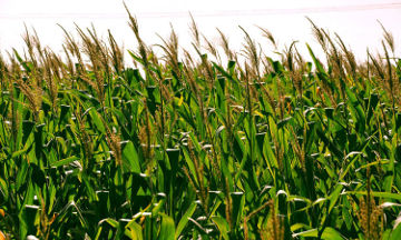 Análisis de alimentos