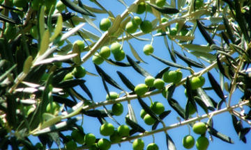 Laboratorio CIC - Análisis de alimentos