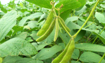 Laboratorio CIC - Análisis de alimentos