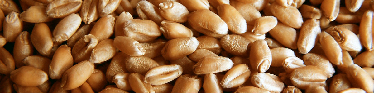 Laboratorio CIC - Análisis de alimentos