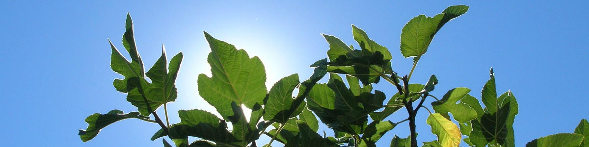 Laboratorio CIC - Análisis ambientales