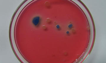 Laboratorio CIC - Análisis bacteriológicos