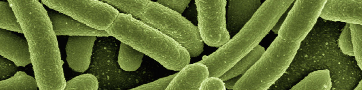 Laboratorio CIC - Análisis bacteriológicos