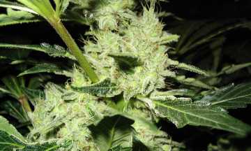 Laboratorio CIC - Análisis de alimentos