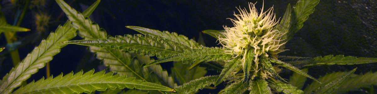 Laboratorio CIC - Análisis de cannabis