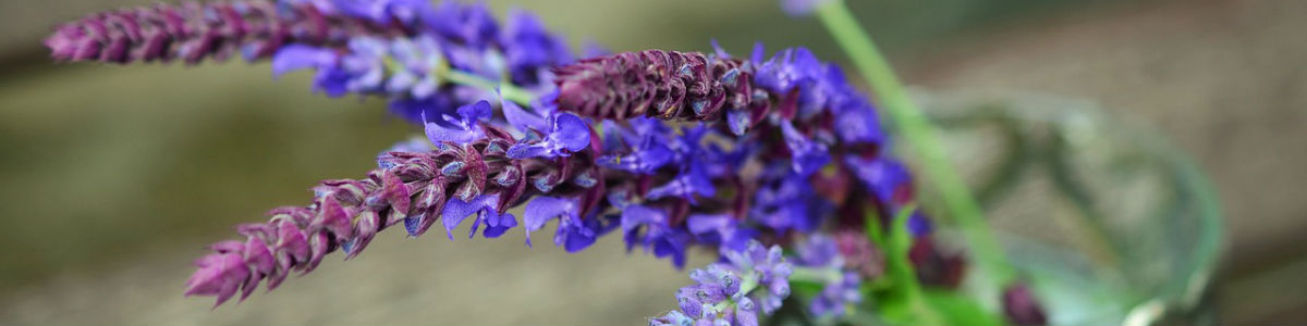 Laboratorio CIC - Análisis de fragancias